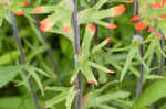 Scarlet Indian paintbrush